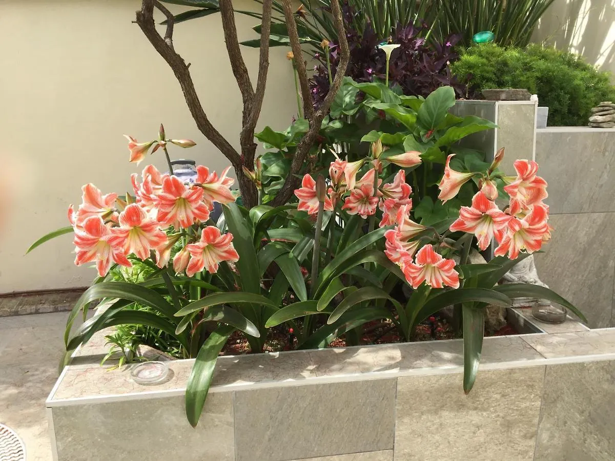 Apartamento Bizcocheros Con Piscina Y Jardin Privado Jerez de la Frontera Apartment
